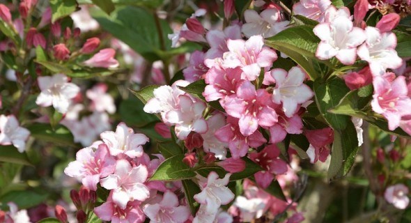 Типові азіатки з нетиповим цвітінням: різні види та сорти вейгели у саду   