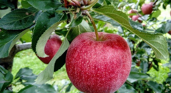 Символ здоровья,  радости и достатка – яблоко