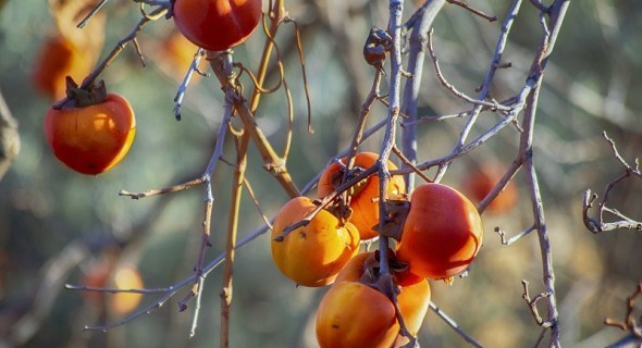 Плоди кольору полум'я: як зібрати і зберегти солодкий врожай хурми 
