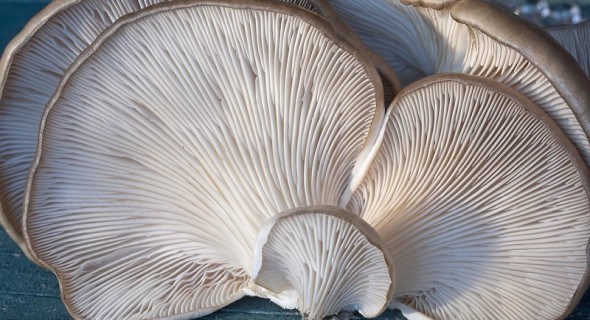 Рукотворна грибна плантація: вирощування гливи інтенсивним способом 