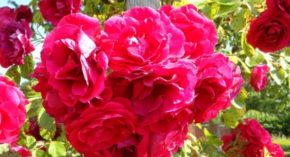 Плетіння невимовної краси: виткі троянди в дизайні саду 