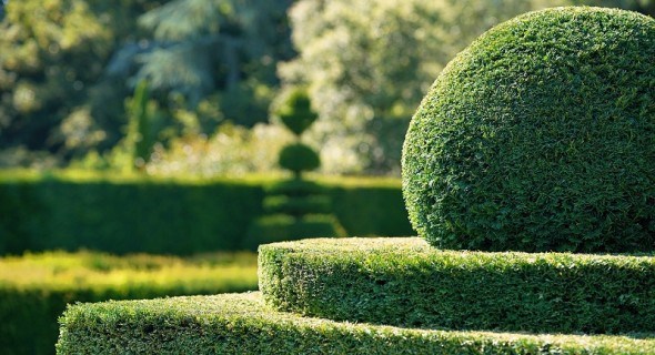 Зелена пластика: формувальна обрізка рослин у ландшафтному дизайні 