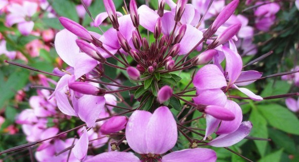 Квітка, схожа на фламінго: клеома терниста у садибі 