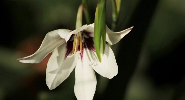 Квітка з ароматом зими: особливості вирощування ацидантери 