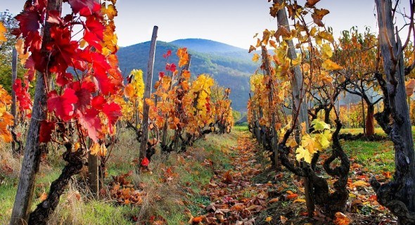 Тепличні умови: виноград в зоні ризикованого землеробства 