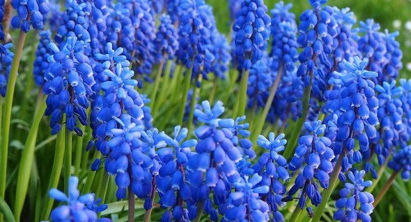 Небесна феєрія: декоративні види мускарі для весняного квітника 