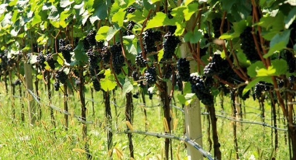 Перевірений спосіб: технологія вкорінення виноградних чубуків у домашніх умовах 