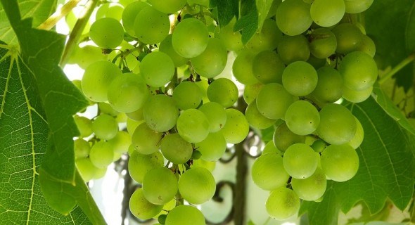 Виноград на балконі: посадка, вирощування та формування рослин у контейнерній культурі 