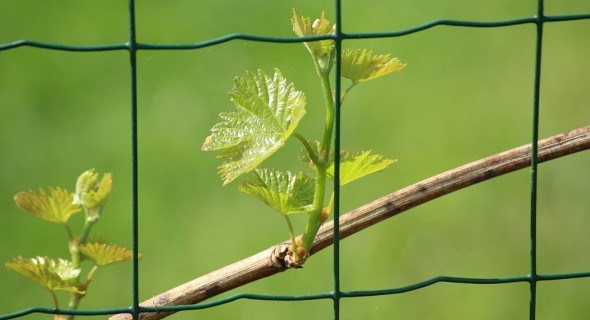 Весна на винограднику: що треба зробити в перші теплі дні