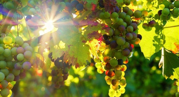 Візерунок з пагонів та бруньок: особливості плодоношення винограду 