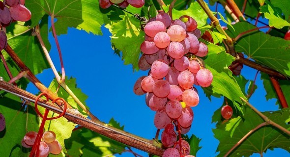Тепличні умови: виноград у зоні ризикованого землеробства 