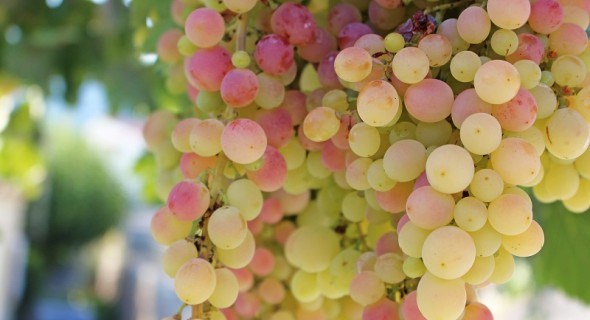 Свято смаку: способи зберігання винограду у сховищах 