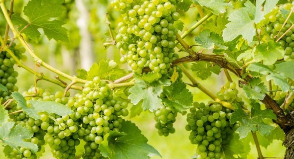 Уламка, підв'язка, пасинкування та інші зелені операції на винограднику влітку 