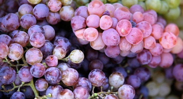 Смачна терапія: корисні властивості винограду  