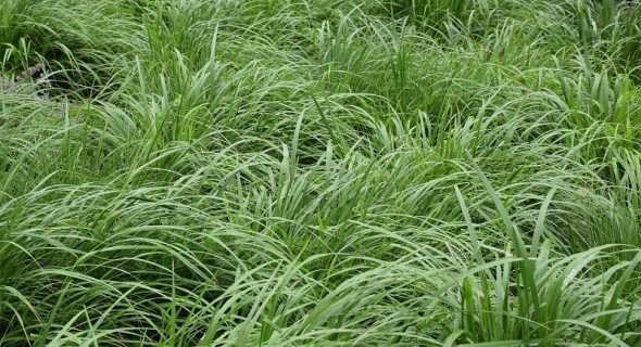 Трава, м'яка як подушка: як виростити газон з мітлиці повзучої 