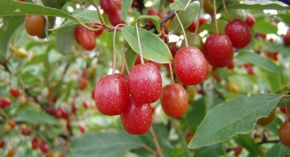 Молодильні ягоди: вирощуємо і вживаємо гумі  