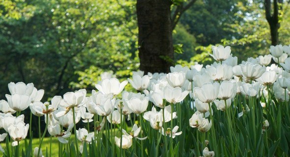 Сад в зелених і білих шатах: кольори для спокою та відпочинку