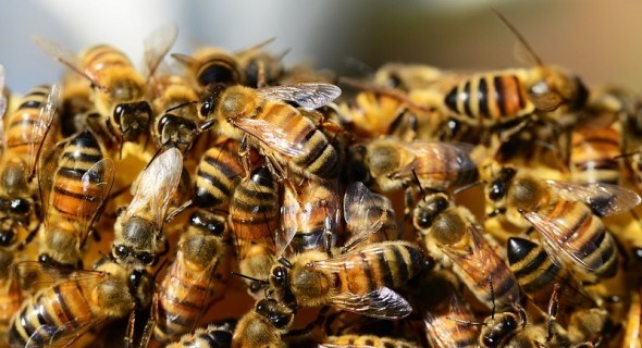 Швидка допомога на пасіці: як доглядати за сім'ями бджіл на зимівлі 