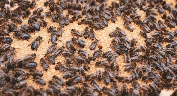 Швидка допомога для бджіл: проблеми на пасіці під час зимівлі та їх вирішення 