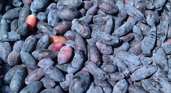 Перший врожай у ягіднику: особливості вирощування синьоплідної жимолості 