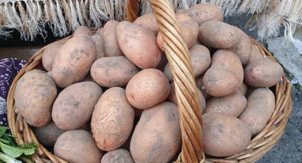 Картопля для всієї родини: досвід вирощування сортів німецької та вітчизняної селекції 