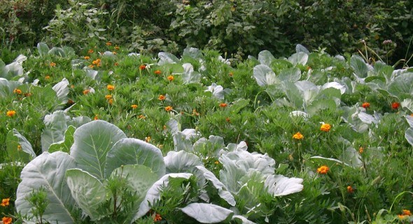 Добрі сусіди: враховуємо сумісність різних овочевих рослин у змішаних посадках  