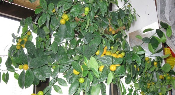 Всипане плодами золотими: мандаринове дерево у будинку 