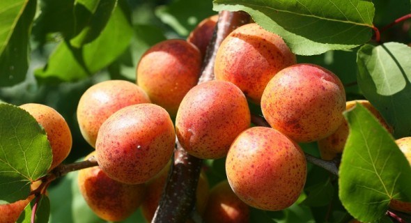 Що можна отримати з насіння: селекція абрикоса в аматорських садах 
