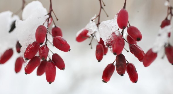 На фоне снега: декоративные кустарники с яркими ягодами