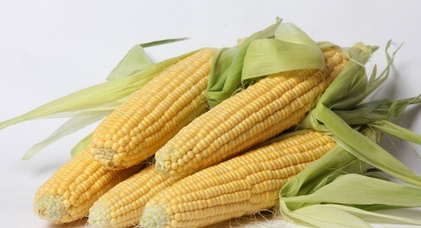 Цукрова кукурудза: особливості вирощування 