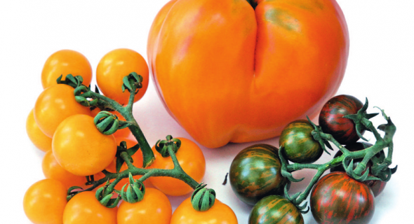 Велике у маленькому: перспективи томатів чері 