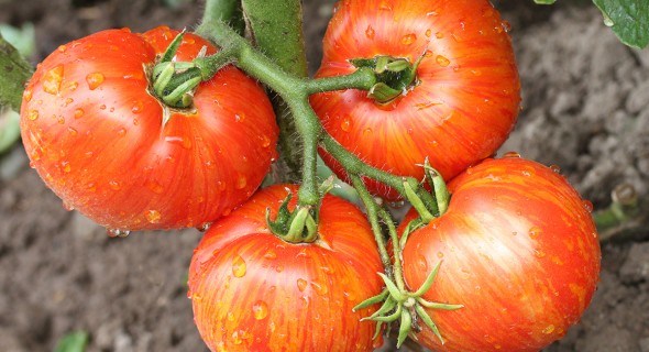 Как выращивать высокорослые помидоры? Секреты опытных овощеводов