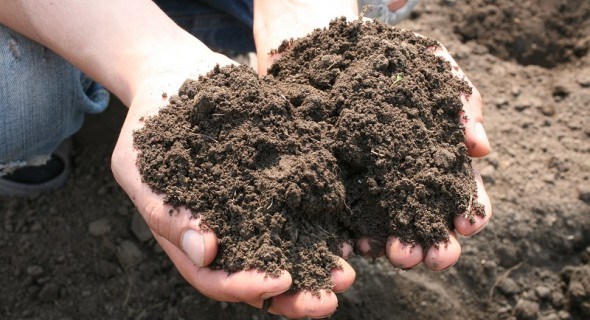Коли земля "втомилася": відновлюємо продуктивність ґрунту на ділянці і в теплиці 