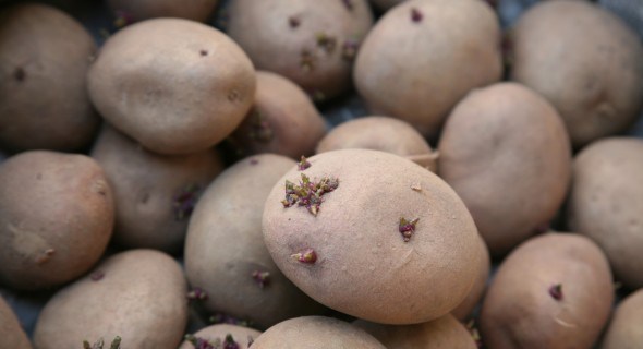 Як виростити картопляний шедевр: передпосадковий захист картоплі