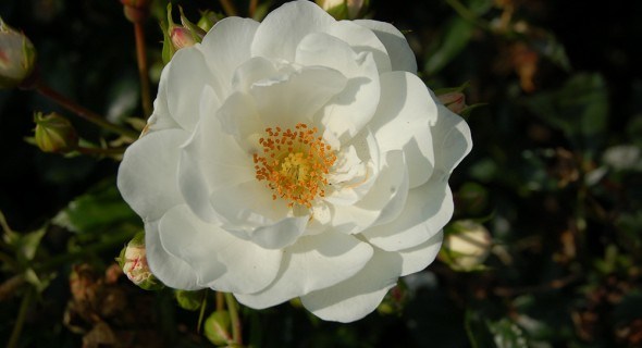 Ґрунтопокривні троянди: вирощування, догляд, обрізка, найкращі сорти