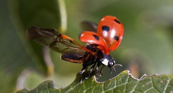 Хижаки на сторожі врожаю: чим корисні комахи-ентомофаги 