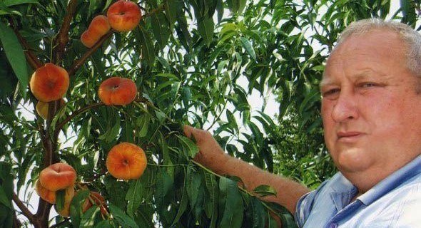 Насолода смаком: вирощуємо продуктивні сорти персика та нектарина 