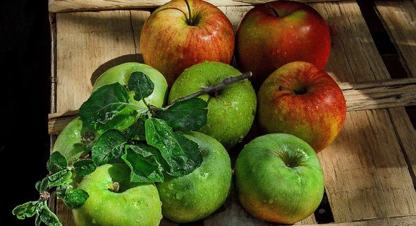 Хранение яблок: опыт польских садоводов