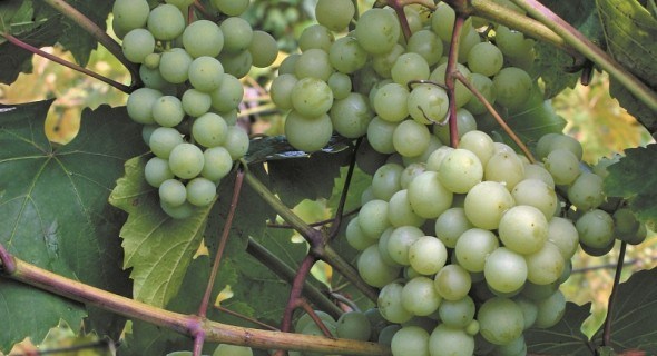 У нього все чудове – і ягоди, і листя: кулінарні рецепти з винограду Армалага