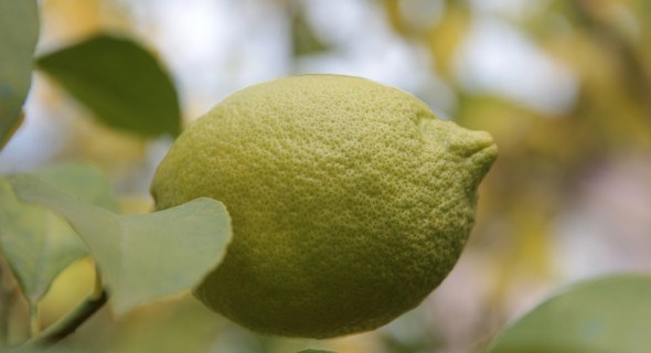 Ажурна крона, запашні плоди: догляд за деревцями лимону у квартирі 