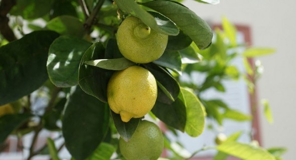 Лимон за всіма правилами: захист деревця в кімнатній культурі від хвороб та догляд за ним 