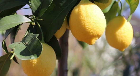 Малі, але злі: захищаємо від шкідників деревця лимона у кімнатних умовах 