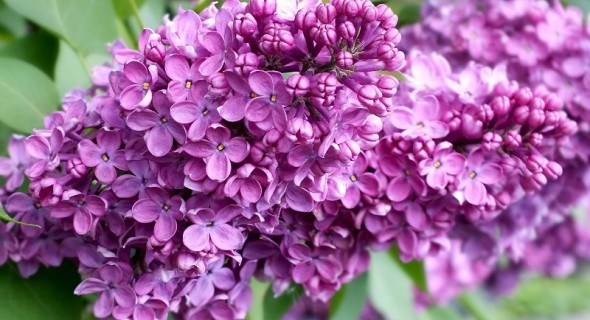 Квітучі хмаринки: вирощування декоративних видів бузку у садибі 