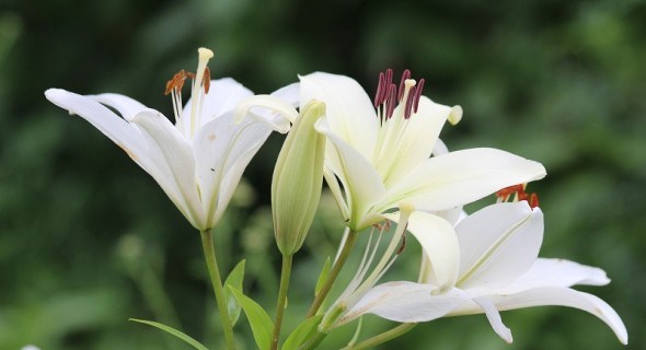 Чисті, мов сніг: види та сорти лілій з білим забарвленням квіток  