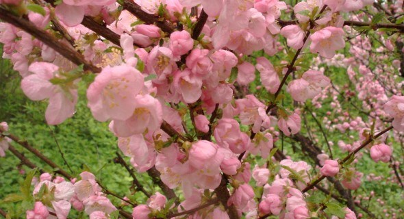 Расцвет весны: яркие луизиании и миндали 