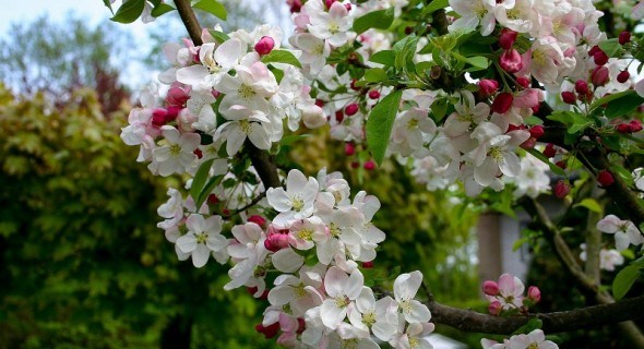 Сад плодовий розквітає: календар робіт для садоводів у травні 