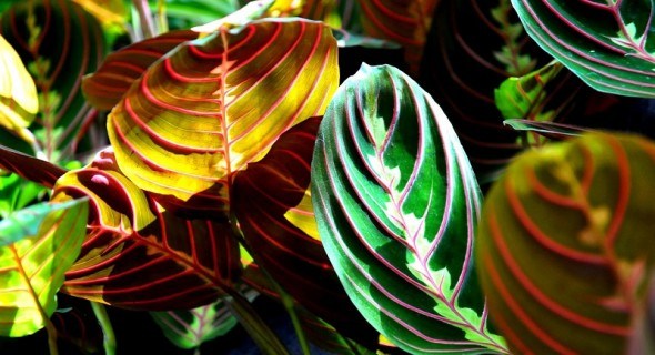 Завжди красиві та ефектні: декоративно-листяні кімнатні рослини 