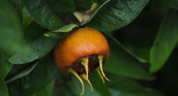 Скромна сестра яблуні: мушмула германська в садах України 
