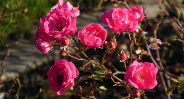 Королеви-крихітки: види мініатюрних троянд та їх використання у садибі