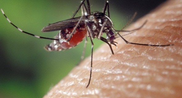 Как избавиться от комаров и мух